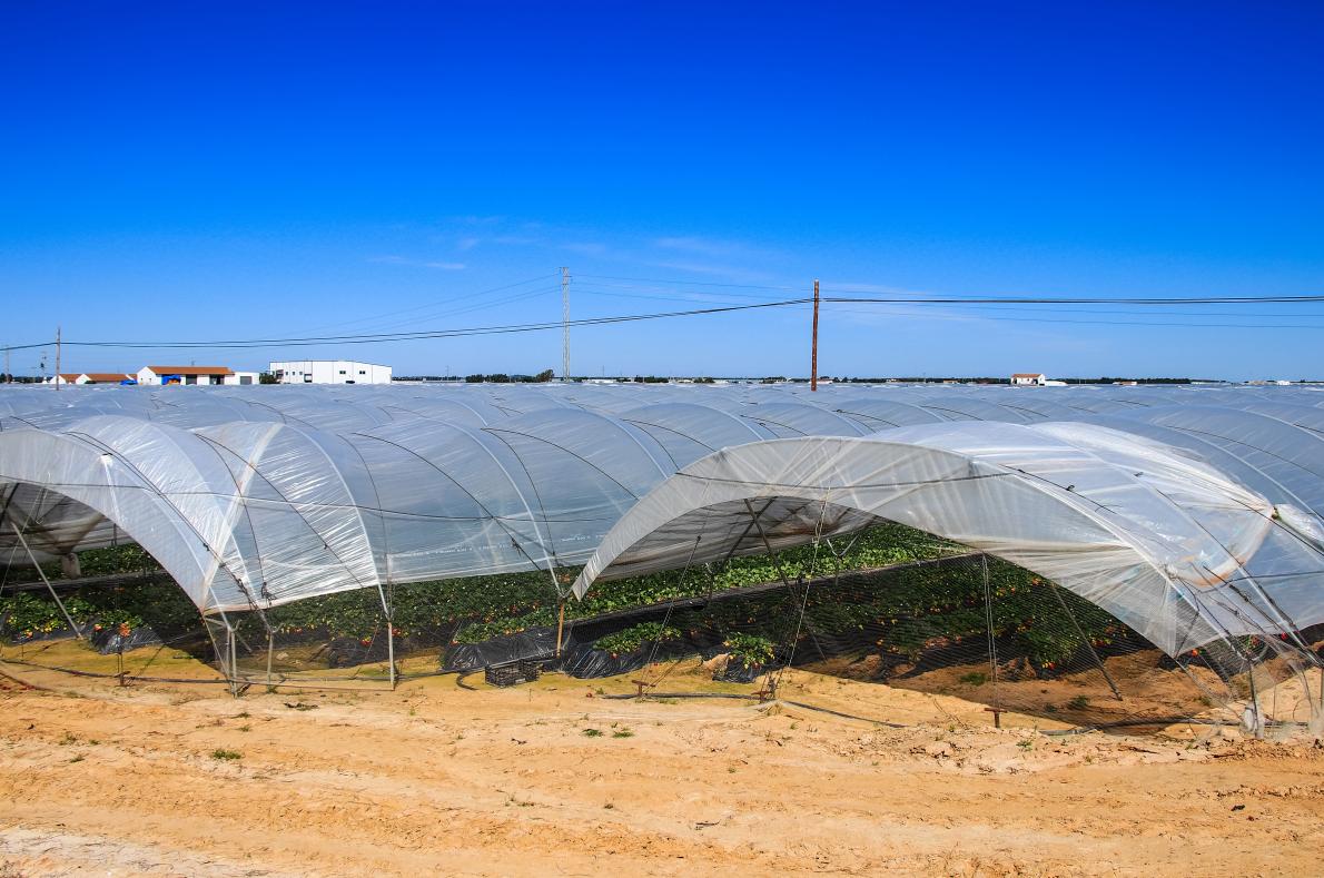 Erdbeerplantage in Spanien: Gerade in trockenen Ländern ist Wasser ein kostbares Gut. Das Bundesumweltamt rät deshalb zum Kauf regionaler und saisonaler Produkte. BILD SHUTTERSTOCK