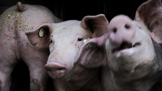 Schweine werden in einem Schweinetransporter zu einem Schlachthof in der Nähe von Grefrath transportiert.  (dpa / picture-alliance / Victoria Bonn-Meuser)
